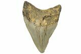 Serrated, Fossil Megalodon Tooth - North Carolina #295062-1